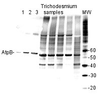 AtpB | Positive control/quantitation standard in the group Antibodies Plant/Algal  / Photosynthesis  / Photosynthesis protein standards-quantitation at Agrisera AB (Antibodies for research) (AS03 030S)